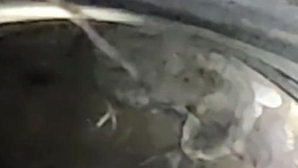 मेरठ: कुएं में तेंदुआ होने की अफवाह से वन विभाग में हड़कंप, निकली फिशिंग कैट