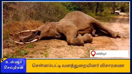 ஈரோடு: ஒற்றைக் காட்டுயானை உயிரிழப்பு-பெரும் அதிர்ச்சி தகவல்!