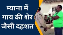 गुना: गाय की शेर जैसी दहशत, हर किसी पर कर रही हमला, देखें वीडियो