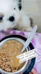 Puppy Stylo talking and holding spoon himself❤️❤️
