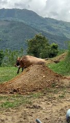 Bulldog and Cow Play Together