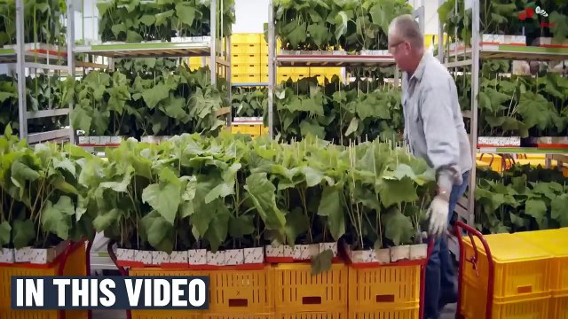 How to Use Current Agricultural Technology To Grow 69 Million Cucumbers In A Greenhouse And Harvest Them