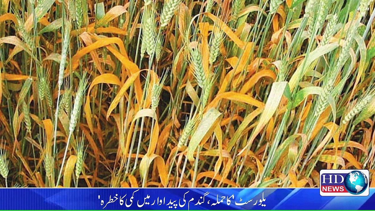 how to control wheat rust