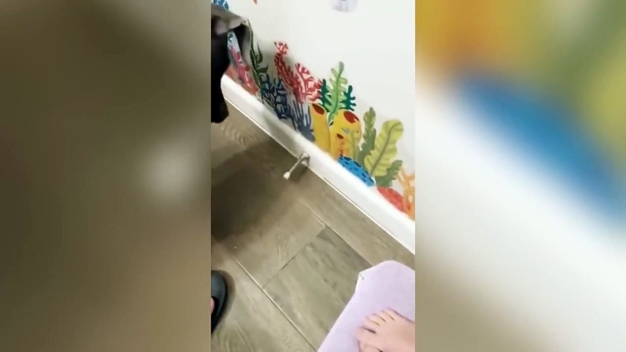 Funny Cats _ Dogs - Funny Animal Videos - Try Not To Laugh Animals