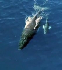 Mother and baby playing around at the surface