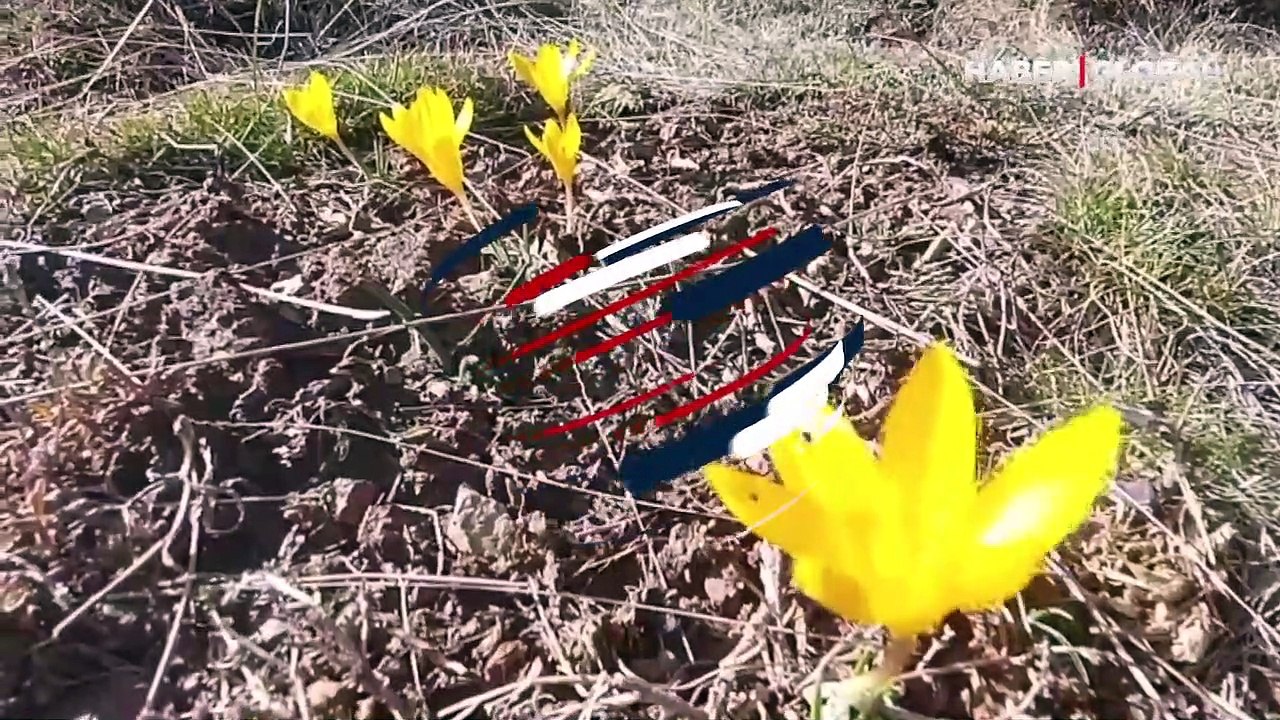 Baharın müjdecisi çiğdemler çiçek açtı