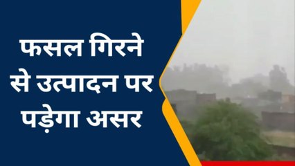 पीलीभीत: बेमौसम बारिश से किसानों के अरमानों पर फिरा पानी, चादर की तरह बिछ गई फसलें