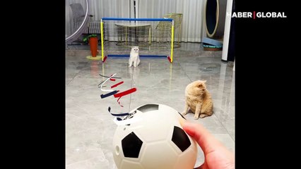 Futbol oynayan kedilerin şaşırtan performansı
