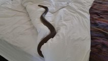Nasıl geldi oraya? Uyumak için yatağına giden kadın, yılanla karşı karşıya geldi
