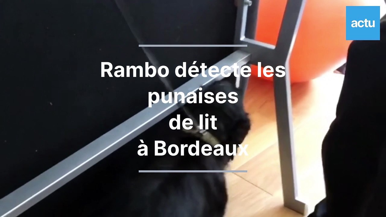 Rambo, petit chien renifleur, détecte les punaises de lit à Bordeaux