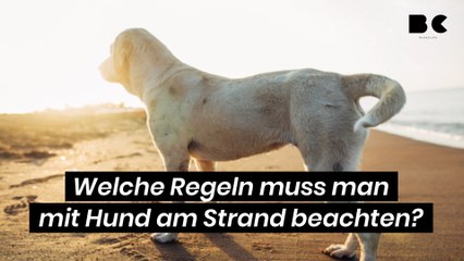 Download Video: Welche Regeln muss man mit Hund am Strand beachten?