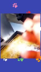 Try not to laugh Funny animals‖ #shorts ‖ Fun Store_2