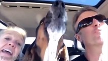 Funny Basset Hound Compilation - Best Basset Hound Videos
