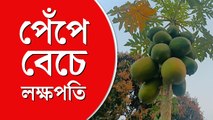 পেঁপে চাষ করে মাসে আয় ৩০ হাজার টাকা!