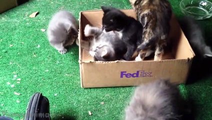 Funny Cats Videos - Funny Kittens Compilation