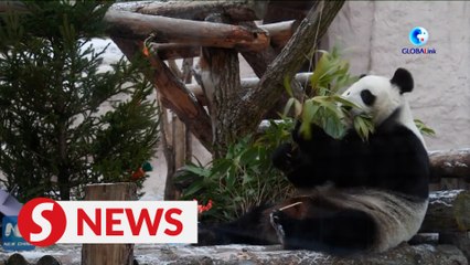 Giant pandas witness China-Russia friendship