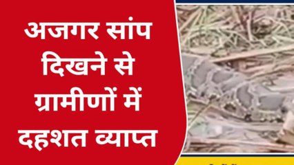 बरेली: खेत मे निकला अजगर सांप, देखकर किसानों के उड़े होश