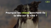 Pourquoi les chiens penchent-t-ils leur tête sur le côté ?