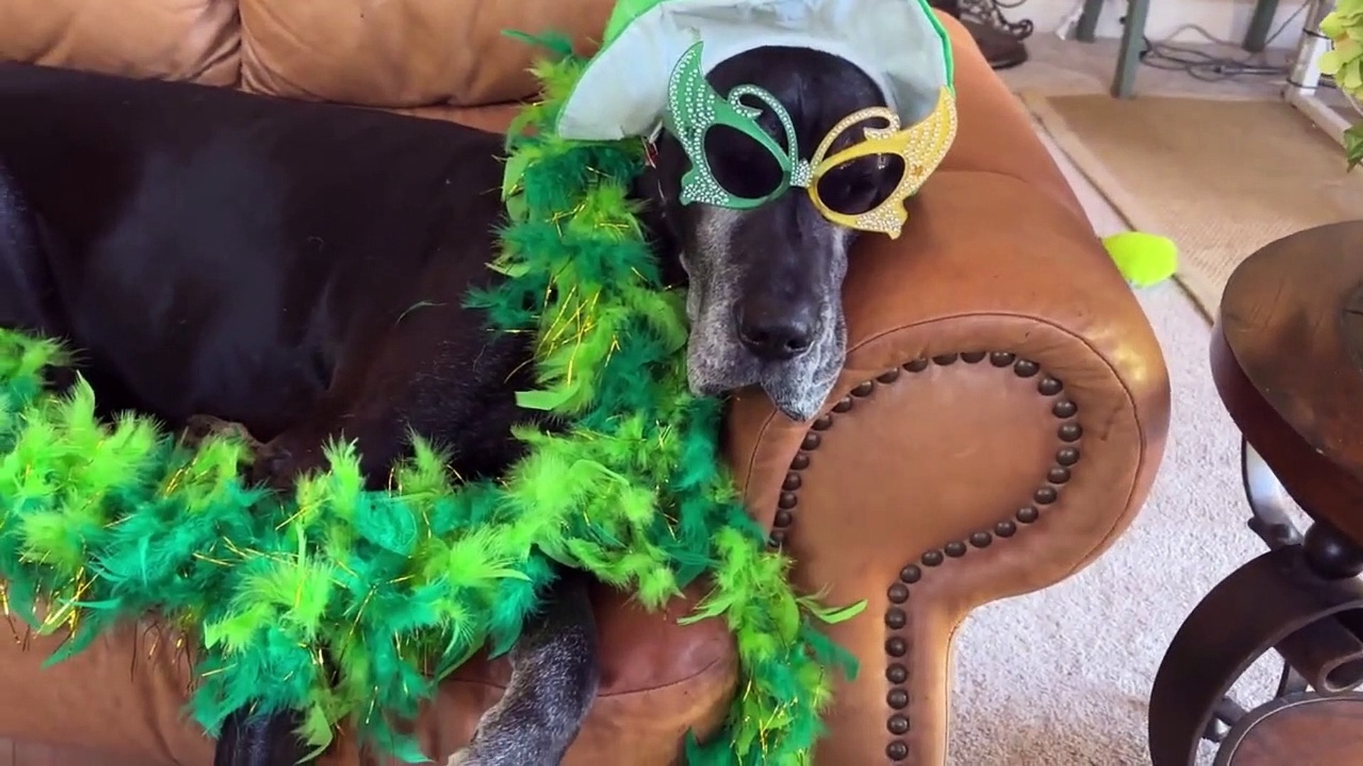 ⁣Cat & Great Dane model St. Patrick's Day costumes