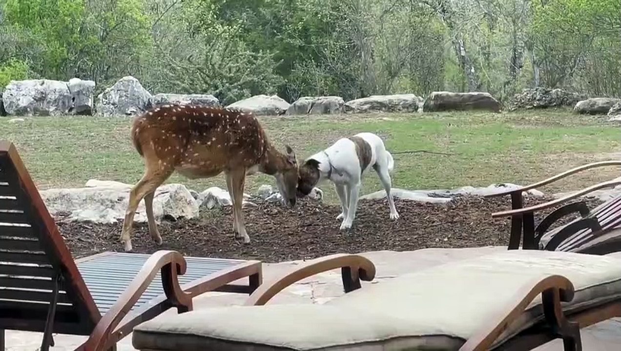 Rescue deer and dog interact with each other