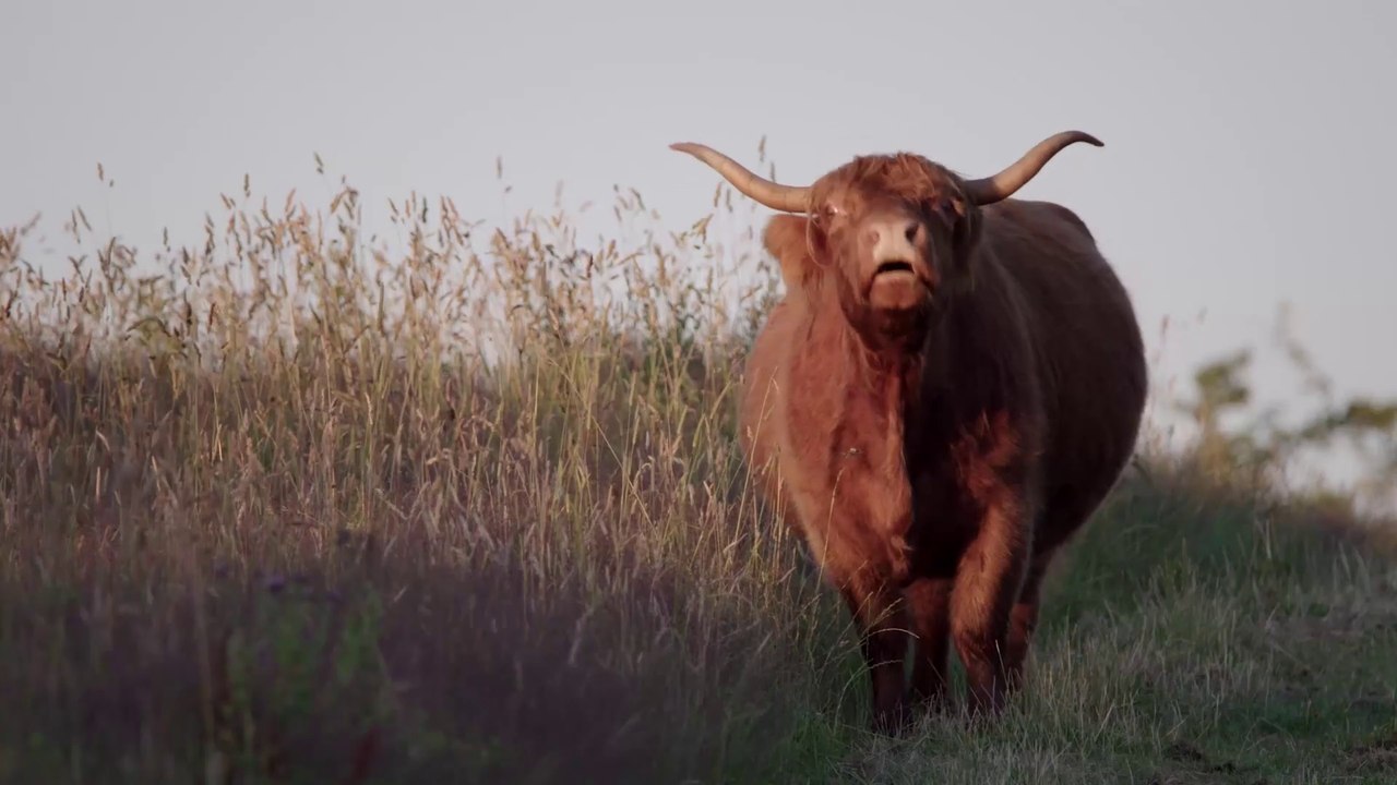 Quo Vadis Angeln? - Trailer (Deutsch) HD