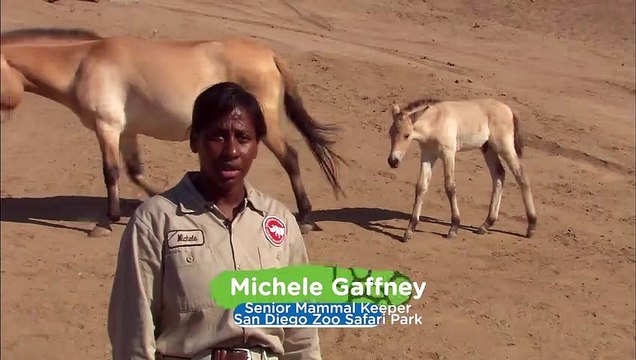 These Horse Species Are Being Restored at the San Diego Zoo