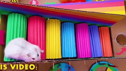 Colorful Hamster Maze with Balloons  OBSTACLE COURSE_