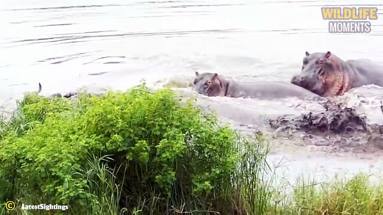 Wild Animals Become Heroes! 45 Lucky Animals Are Rescued From Predators