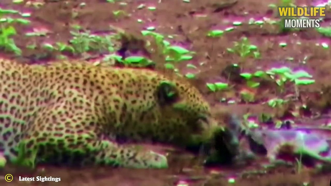 Tragic! 45 Brutal Moments Predators Attack And Ki.ll Baby Animals