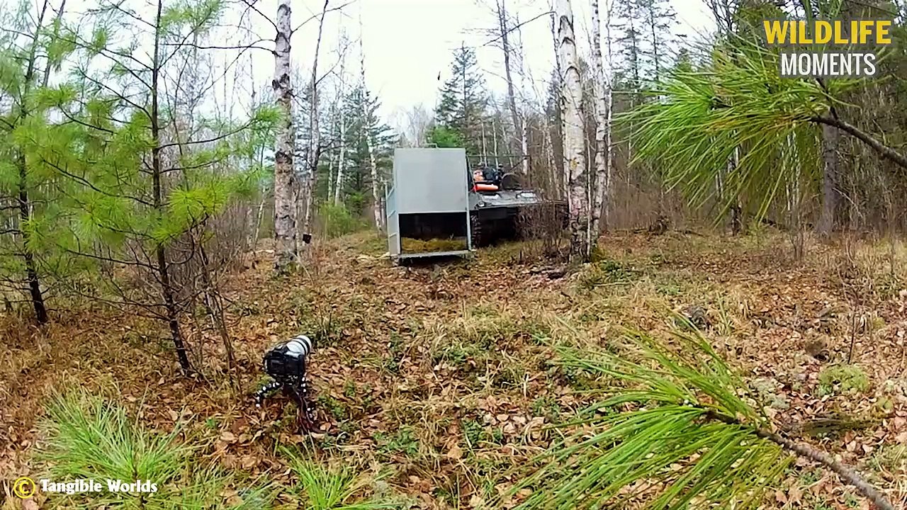 Touched! 45 Moments Animals Being Freed For The FIRST TIME EVER