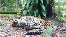 Lion, Tiger, Leopard Has Seizure And What Happens After   Brutal Moments In The Wild