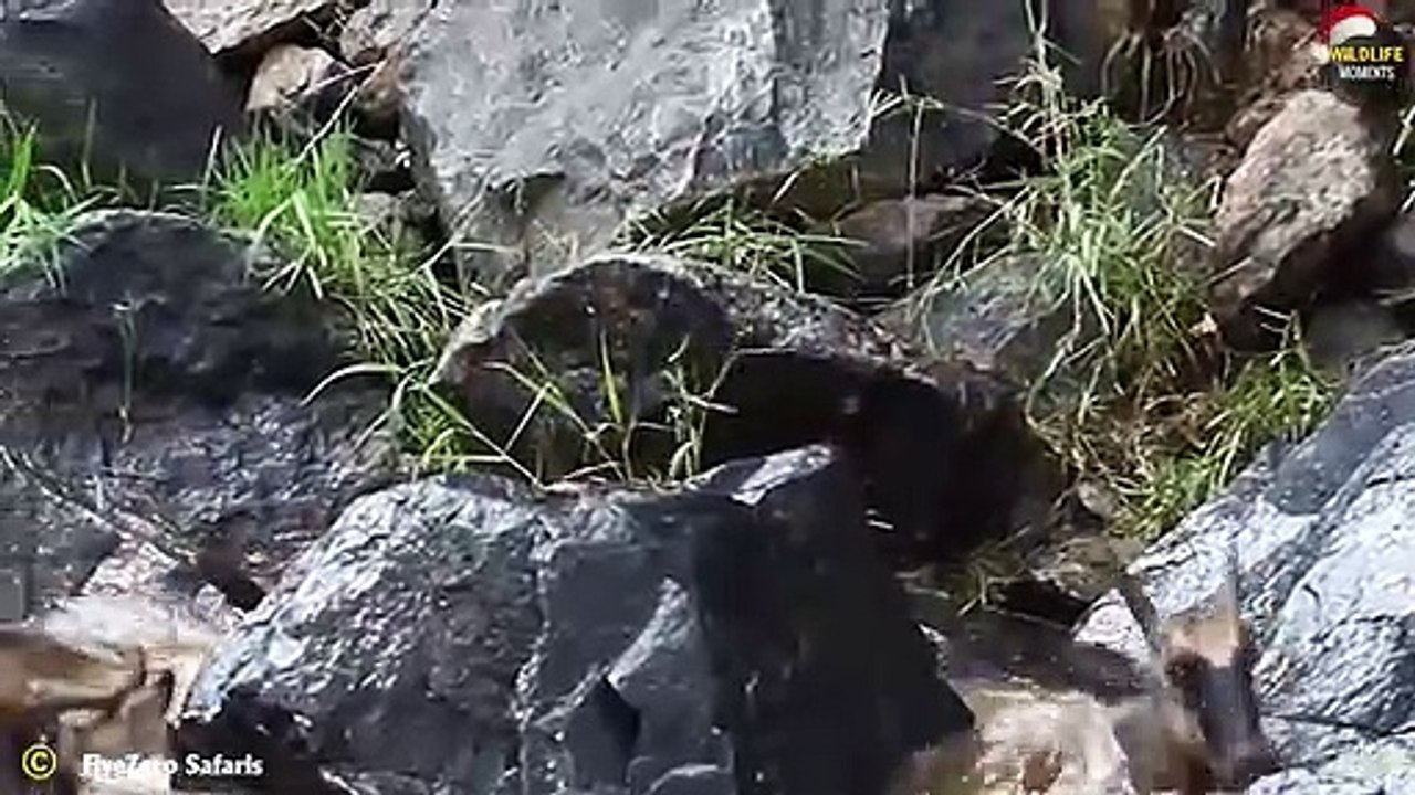 Horror Sight! 45 Dramatic Moments Crocodile Attack Wildebeest You Shouldn't Click On