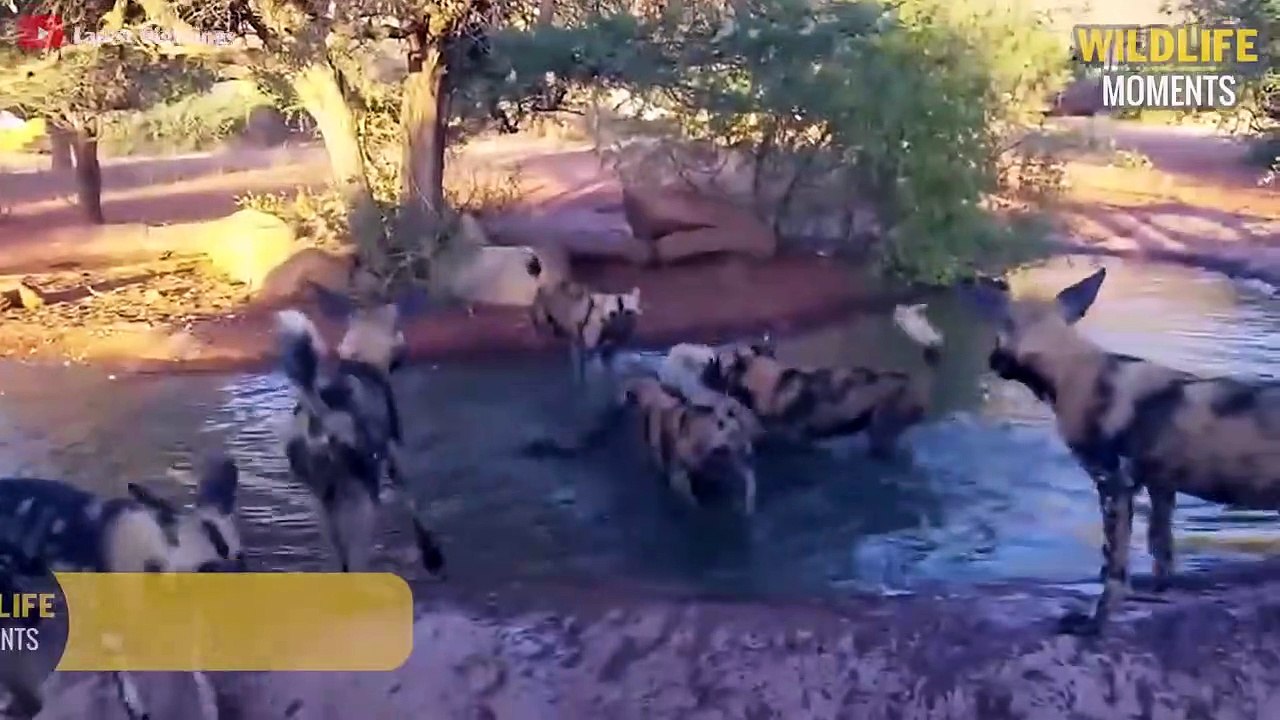 15 Brutal Moments Wild Dogs Hunting You've Never Seen - Wildlife Moments