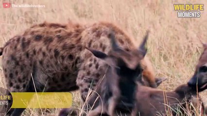 15 Amazing Moments HYENA Vs Baby Animals Caught On Camera - Wildlife Moments