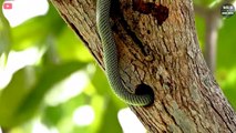 7 Incredible Moments Snakes Swallow Everything   Wild Animals World
