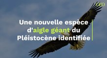 Une nouvelle espèce d'aigle géant datant du Pléistocène identifiée