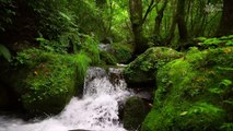 Relaxing Water Stream Sounds in Forest for Sleep and Meditation