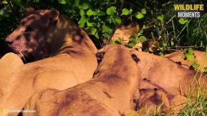 45 Injured Warthog Trying To Survive In The Wild And What Happened Next