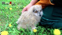 Funny Owls And Cute Owl Videos Compilation 2016 (2)