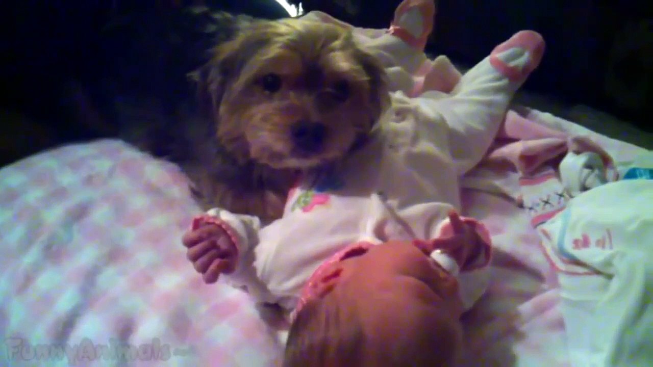 Funny Dogs Protecting Babies - Best Compilation