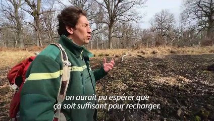 En forêt de Rambouillet, le martyre silencieux des grenouilles en manque d'eau