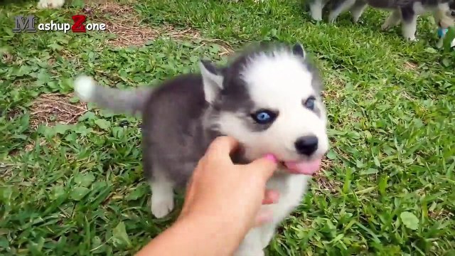 Husky Dogs And Puppies - A Funny Videos And Cute Videos Compilation 2016