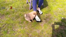 The MOST ADORABLE PUPPIES With Cuteness Overload - Funny And Cute Puppy Videos Compilation