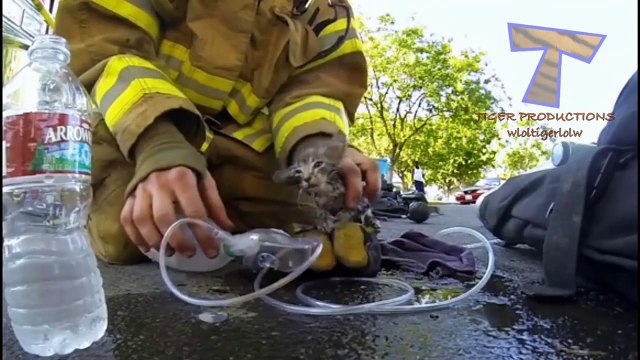 Heroes saving animal lives - Heroic human & animal compilation