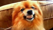 Funny Dog Smiling - Best Dogs Smiling Compilation