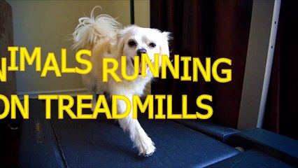 Funny animals on treadmills - Cute animal compilation