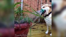 Pets and Animals Vines Compilation - Funny Animals Vines 2015