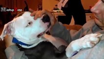 Pitbull Dogs And Puppies - A Funny Videos And Cute Videos Compilation   NEW HD