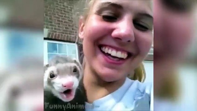 Funny Ferrets Vines Compilation - Best Ferrets Vines