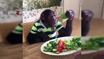 FUNNIEST MONKEYS - Cute And Funny Monkey Videos Compilation [BEST OF] (2)